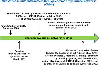 Interplant carbon and nitrogen transfers mediated by common arbuscular mycorrhizal networks: beneficial pathways for system functionality